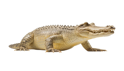 crocodile isolated on transparent background cutout