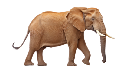 elephant isolated on transparent background cutout