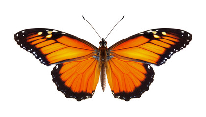 Fototapeta premium orange butterfly isolated on transparent background cutout