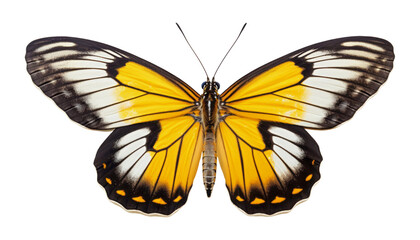 Fototapeta premium yellow butterfly isolated on transparent background cutout