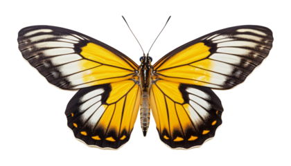 yellow butterfly isolated on transparent background cutout