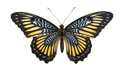 Obraz premium yellow grey butterfly isolated on transparent background cutout