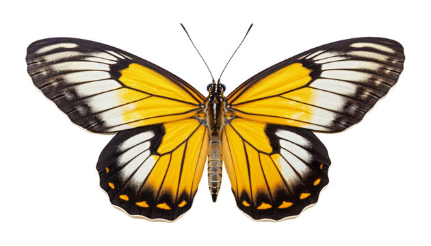 yellow butterfly isolated on transparent background cutout