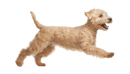 dog jump isolated on transparent background cutout