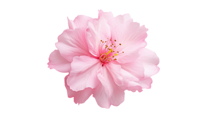 pink rose isolated on transparent background cutout