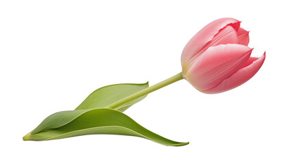 pink tulip isolated on transparent background cutout - obrazy, fototapety, plakaty