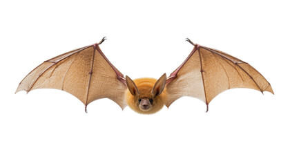 brown bat isolated on transparent background cutout - obrazy, fototapety, plakaty