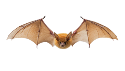 brown bat isolated on transparent background cutout