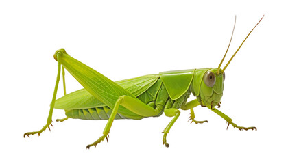 green grasshopper isolated on transparent background cutout - obrazy, fototapety, plakaty