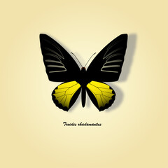 illustration of a butterfly