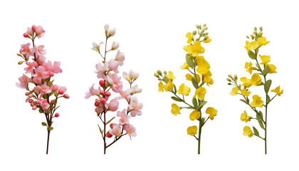 pink red and yellow flowers isolated on transparent background cutout