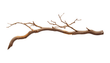 branch isolated on transparent background cutout