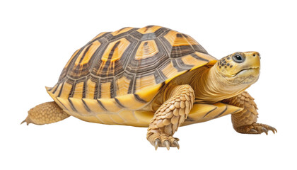 Fototapeta premium turtle isolated on transparent background cutout