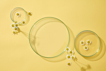 On the yellow background, three petri dish decorated with fresh chamomilla flowers. Minimal background with blank space for cosmetics product of chamomilla extract presentation