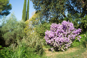 Langman's sage (Leucophyllum langmanae) in bloom in a garden on the French Riviera in August. © jlf46