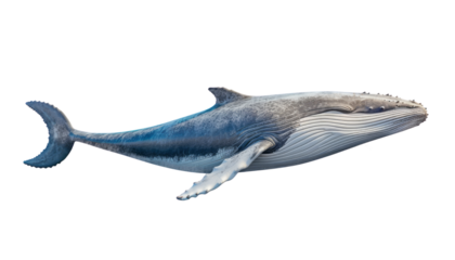 whale isolated on transparent background cutout