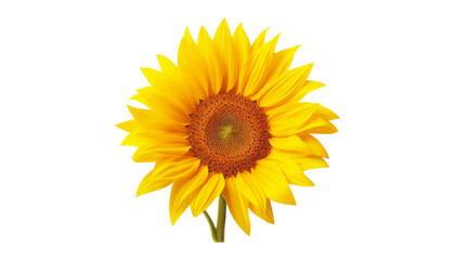 Fototapeta premium sunflower isolated on transparent background cutout