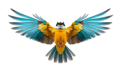 blue and yellow bird flying isolated on transparent background cutout