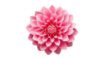 pink flower isolated on transparent background cutout - obrazy, fototapety, plakaty