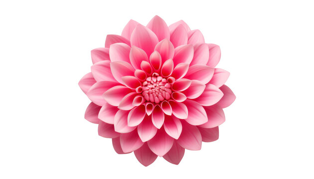 Pink Flower Isolated On Transparent Background Cutout