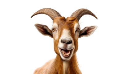 portrait of a goat isolated on transparent background cutout