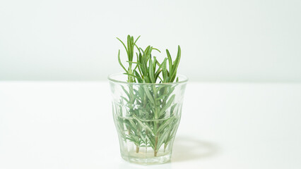 Rosemary in glass_side