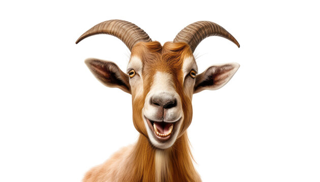 portrait of a goat isolated on transparent background cutout