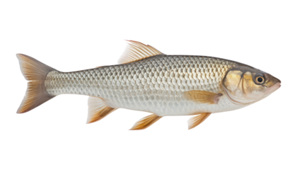 fish isolated on transparent background cutout