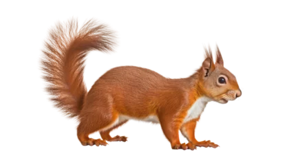 Stoff pro Meter squirrel isolated on transparent background cutout © Papugrat