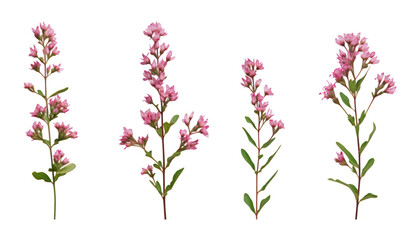 pink flowers stem isolated on transparent background cutout