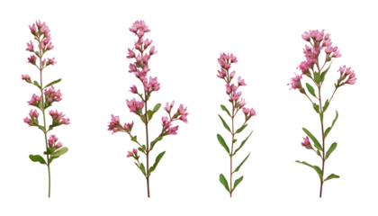 pink flowers stem isolated on transparent background cutout