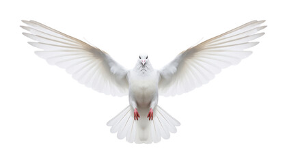 white dove flying isolated on transparent background cutout