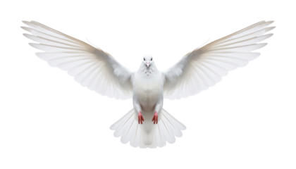 white dove flying isolated on transparent background cutout