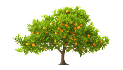orange tree isolated on transparent background cutout