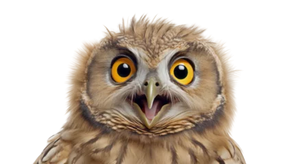 Raamstickers great owl isolated on transparent background cutout © Papugrat