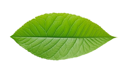 green leaf isolated on transparent background cutout