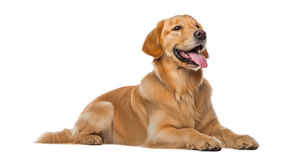 golden retriever puppy isolated on transparent background cutout