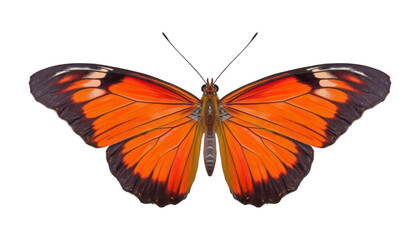 Fototapeta na wymiar orange butterfly isolated on transparent background cutout