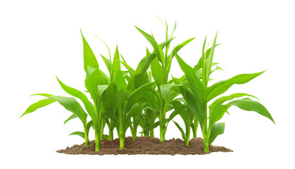 green corn plant isolated on transparent background cutout