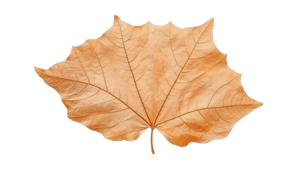 dry maple leaf isolated on transparent background cutout