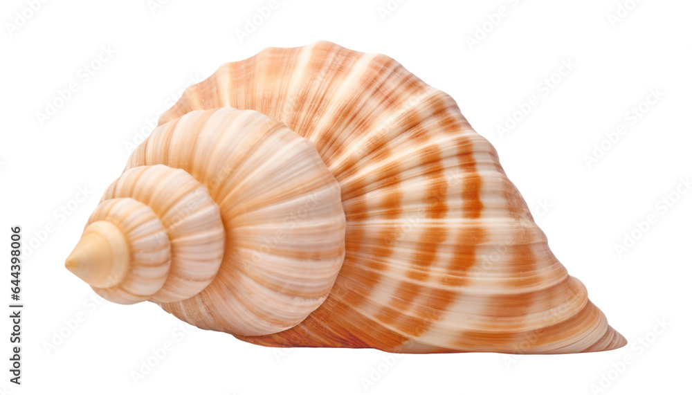 Poster seashell isolated on transparent background cutout