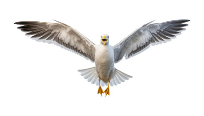 seagull flying isolated on transparent background cutout