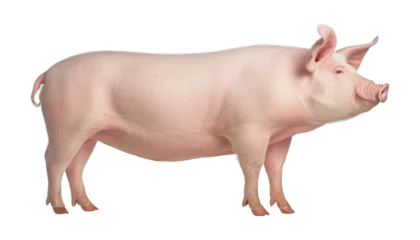 Fotobehang pig isolated on transparent background cutout © Papugrat