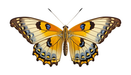 yellow butterfly isolated on transparent background cutout