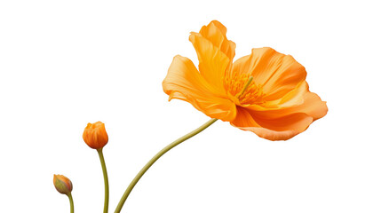 orange flower isolated on transparent background cutout