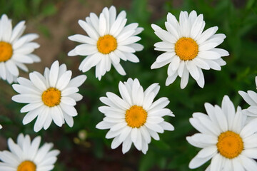 Fototapeta premium Pharmaceutical camomile. Matricaria chamomilla blooming. Chamomiles. Beautiful nature fresh medical chamomille heads for natural bio eco cosmetics showing ad. Daisy flower. Floral background. Top view