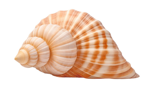 seashell isolated on transparent background cutout