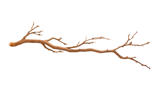 branch isolated on transparent background cutout