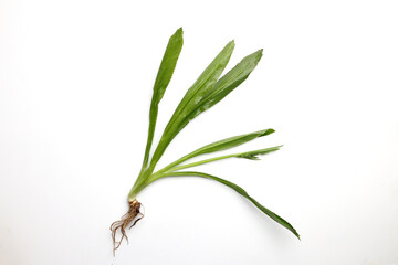 Ngo Gai leafs thai parsley fragrant herb condiment on white background