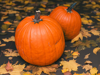 pumpkin and leaves